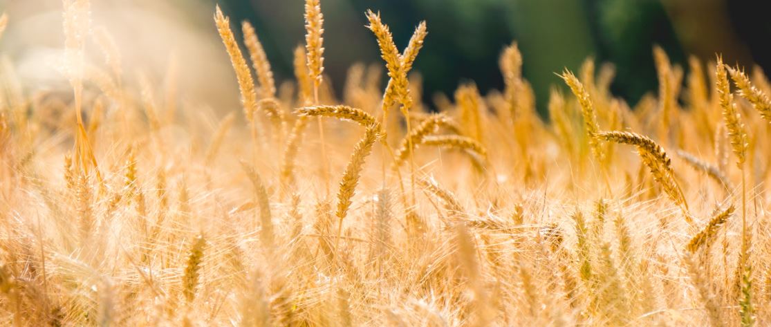 Agro Expert Group's herbicide selection strategy for the protection of cereal crops.