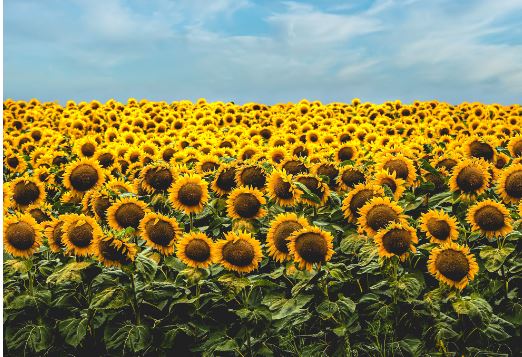 protection of sunflower