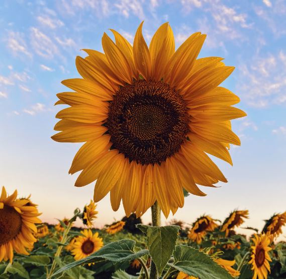 sunflowers